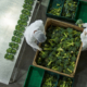 Food Export Storage Compliance Starts Inside The Warehouse